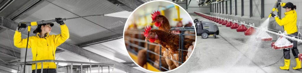 Best ways to eliminate avian influenza